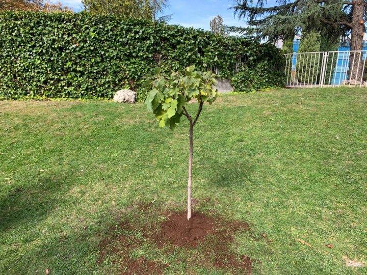 Plantar un árbol en Montessori Village